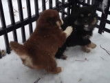 Des Pomsky jouant dans la neige