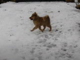 Un chiot Eurasier découvre la neige pour la première fois