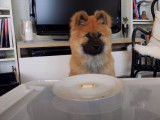 Entraînement à l'obéissance d'un chiot Eurasier
