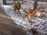 Compilation des meilleurs moments de Django, un Eurasier