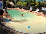 Fête à la piscine pour des Chow Chow