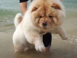 Un Chow Chow dans l'ocean pour la premiere fois