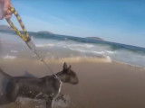 Sortie à la plage d'un Bull Terrier miniature