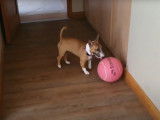 Un Bull Terrier Miniature fait le fou avec sa balle