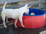 Moments de jeu avec un chiot Bull Terrier Miniature