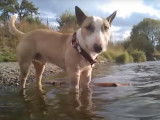 Un Bull Terrier Miniature joue dans une rivière