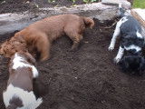 Un Sussex Spaniel joue avec des Springer Anglais
