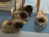 D'adorables chiots Pékinois jouent ensemble