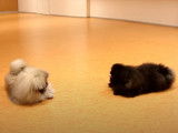 Deux chiots Pekinois dans un duel amical