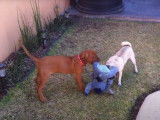 Un Rhodesian Ridgeback et un Carlin se disputent un jouet
