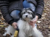 Présentation d'un Petit Chien Lion