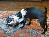 Un Patterdale Terrier et un Pitbull s'amusent