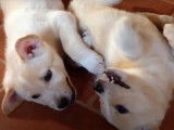 Des jeunes Chiens de Canaan font les petits fous
