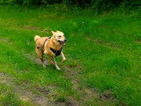 Instants de folie pour un Chien de Canaan