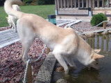 Un Chien de Canaan essaie de pêcher dans un bassin