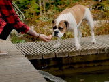 Sortie au jardin d'eau de Nancy pour un Bulldog Continental