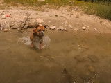Un Bulldog Continental s'amuse dans un cours d'eau