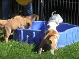 Découverte de la piscine pour des chiots Bulldog Continental
