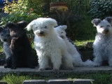 Le Pumi, un chien de berger dynamique