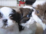 Trois adorables chiots Shih Tzu jouent ensemble