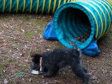 Un jeune Pumi s'exerce à l'obstacle du tunnel d'agility