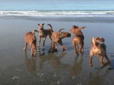Première sortie à la plage de chiots Irish Terrier