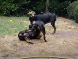 Folle partie de jeu entre des Pinscher Moyen