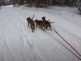Randonnée en traîneau avec des Pinscher Allemands