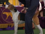 Concours de beauté de Foxhound Anglais