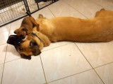 Un chiot Petit Brabançon avec un Mastiff