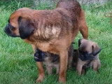 Des chiots Petit Brabançon batifolent dans le jardin
