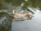 Sydney, le chesapeake Bay Retriever, plonge dans l'eau