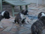 Des chiots Raferio do Alentejo pleins de vie