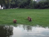 Des chiots Toller apprennent à nager
