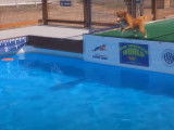 Un Toller plonge dans une piscine