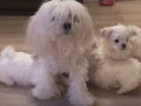 Moments de jeu d'une attendrissante famille de Bichon Maltais