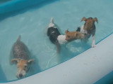 Détente à la piscine pour deux Fox Terriers à Poils Dur