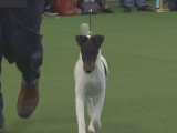 Concours de beauté de chiens Fox Terrier à Poil Lisse