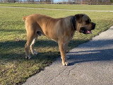 Balade en forêt pour une famille de Boerboels
