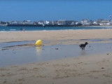 Un Petit Lévrier Italien s'amuse à la plage