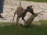 Un Italian Greyhound en séance de poursuite à vue sur leurre