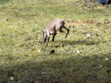 Un Petit Lévrier Italien se détend dans le jardin
