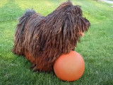 Un Puli avec son ballon