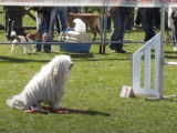 Un Puli en compétition d'agility