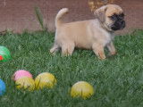 Des chiots Puggle s'amusent avec des balles