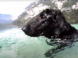 Un Flat Coated Retriever se baigne dans un lac en Slovénie