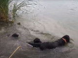 Des jeunes Flat Coated Retriever à l'eau