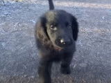 Un chiot Retriever à Poil Plat en balade