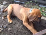 Un jeune Redbone Coonhound creuse dans le jardin