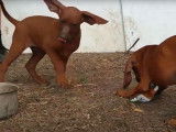 Des chiots Redbone Coonhound s'amusent avec des peluches